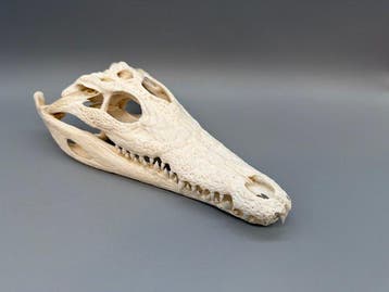 Nijlkrokodil Schedel van een reptiel - Crocodylus niloticus