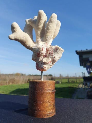 Elegant bloemkoolkoraalstruikspecimen - op houten sokkel, Verzamelen, Dierenverzamelingen, Nieuw