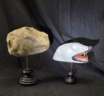 Curiosity cabinet - 2 old replacement head  papier-mâché