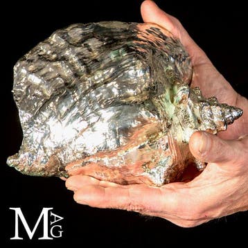Coquille marine plaquée argent exclusive - Strombus Gigas -, Verzamelen