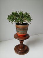 Plantentafel - Eik - Antiek