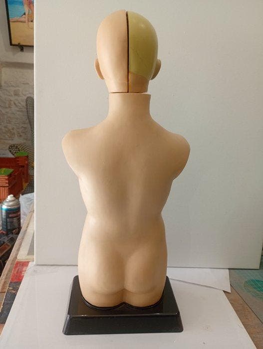 Anatomisch model - Plastic - 1980-1990 - anatomisch model, Antiek en Kunst, Antiek | Wandborden en Tegels