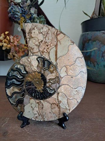 Ammoniet - Gefossiliseerd dier - Desmoceras sp. - 13.8 cm -