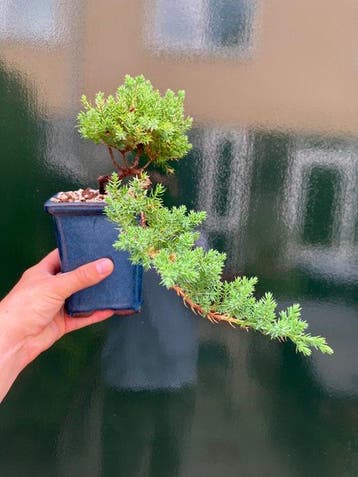 Jeneverbes bonsai (Juniperus) - Hoogte (boom): 22 cm -