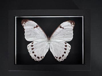 Vlinder Taxidermie volledige montage - Morpho Luna - 15 cm -