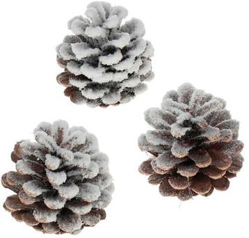 Oostenrijker dennenappel Pinus Nigra sneeuw 250 gr, Nieuw