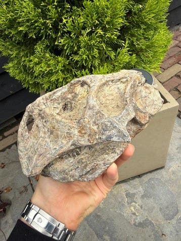 Dinosaurus - Fossiele schedel - Psittacosaurus Luijatunensis