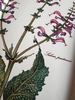 Villeroy & Boch - Tafelservies - Botanica - Porselein