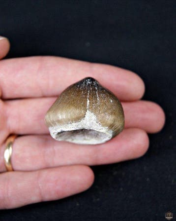 Collection Mosasaurus Globidents Rare - Dent fossile -