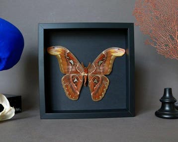 Papillon Support de corps entier pour taxidermie - Attacus