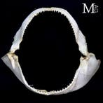 Original Spinner Shark Mouth - Bocca di SqualoTessitore -