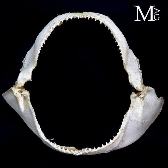 Original Spinner Shark Mouth - Bocca di SqualoTessitore -, Antiquités & Art, Curiosités & Brocante