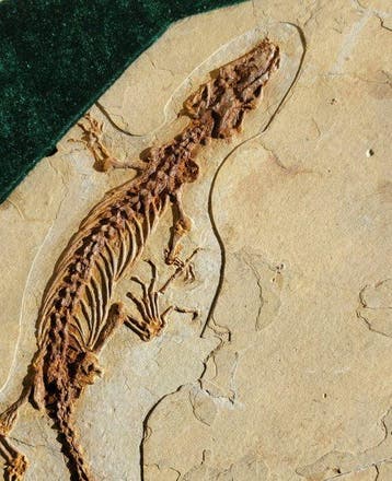 Premium Collectie - Gefossiliseerd dier - Monjurosuchus, Verzamelen