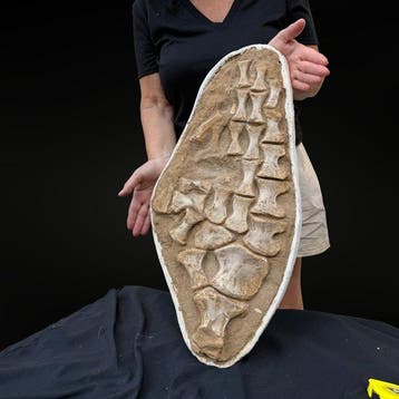Zwemvin van een mosasaurus op zijn matrix – natuurlijk