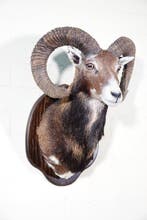 Grand trophée de mouflon Support mural pour taxidermie -, Nieuw