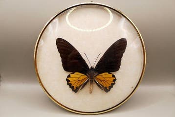 Vintage Vogelvleugel ingelijst Ornithoptera helena –