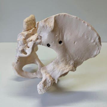 Anatomisch model - Composiet - 1960-1970 - Menselijk Bekken, Antiek en Kunst