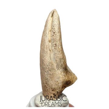 Zeldzame megalosauride cf Afrovenator theropode dinosaurus