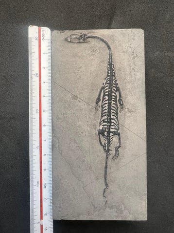Zeereptiel - Gefossiliseerd dier - Fossile de Keichousaurus, Nieuw