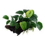 Anubias barteri sp. op hout XL, Dieren en Toebehoren, Vissen | Aquaria en Toebehoren, Verzenden, Nieuw