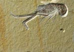 Joli crustacé fossile - Animal fossilisé - Mecochirus