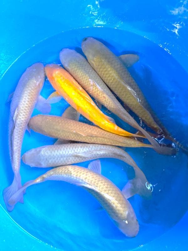 Hirasawa Marusei  40-50 cm (Japanse Koi), Tuin en Terras, Vijvers, Nieuw, Ophalen of Verzenden