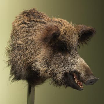 Wild Zwijn Groot Taxidermie Opgezette Dieren By Max, Ophalen of Verzenden, Nieuw, Wild dier, Opgezet dier