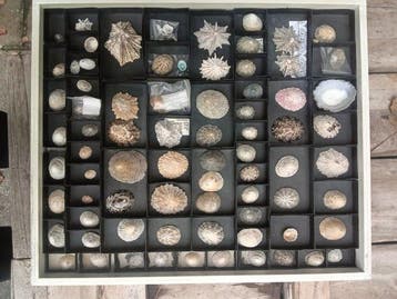 Collection de coquillages Coquillage marin -, Collections