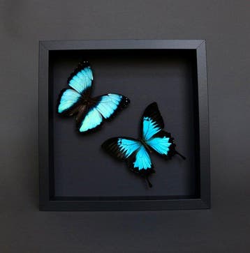 Vlinder Taxidermie volledige montage - Morpho deidamia x