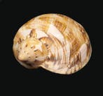 Bloedrood Voluut Skelet - Cymbiola rutila norriisii - 0 mm -, Nieuw