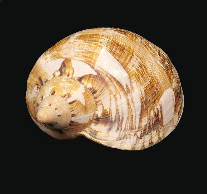 Bloedrood Voluut Skelet - Cymbiola rutila norriisii - 0 mm -, Verzamelen, Dierenverzamelingen