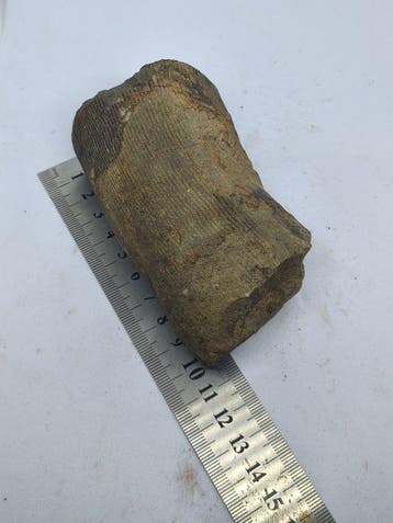 Paardenstaart - Gefossiliseerd hout - Calamite - 5 cm - 7 cm