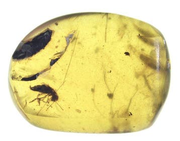 Birmese barnsteen - Barnsteen - Burmesischer Bernstein, Verzamelen