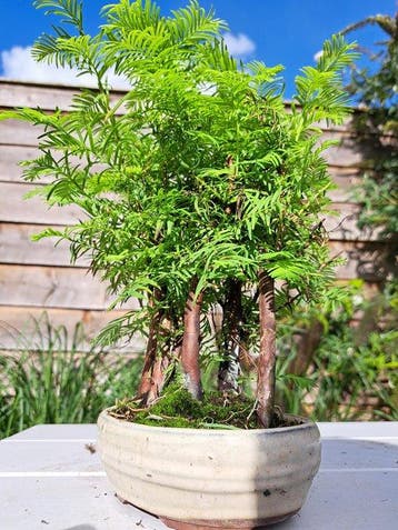 forêt de Métaséquoïa dans un pot de bonsaï - Hauteur (arbre)