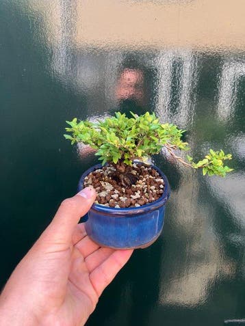 Lonicera Bonsai - Hoogte (boom): 8 cm - Diepte (boom): 22 cm