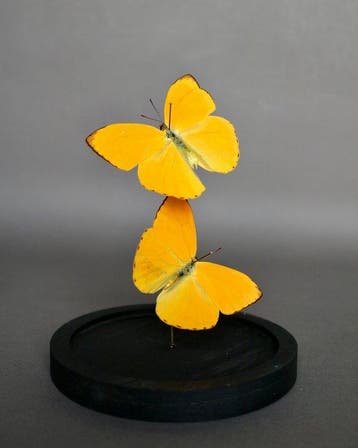 Vlinder Taxidermie volledige montage - Pheobis argante - 20