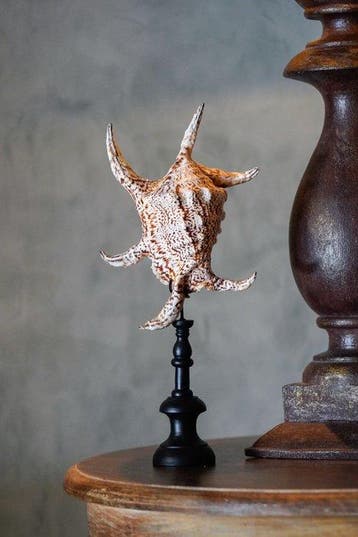 Époustouflant ensemble de 2 coquillages - Coquille araignée