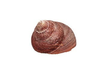 Taylors ster schelp >>F+++ Skelet - Bolma tayloriana mit, Nieuw