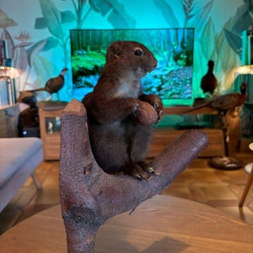 Eekhoorn Taxidermie volledige montage - Sciurus vulgaris -