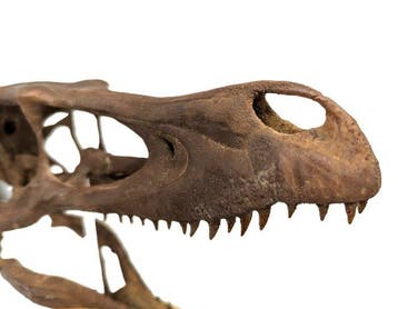 Dinosaurus - Fossiele schedel - Velociraptor mongoliensis -