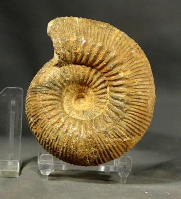 Een fraaie ammoniet - - Gefossiliseerd dier - Stephanoceras