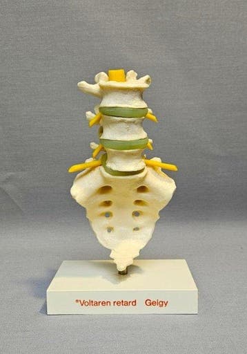 Anatomisch model - high-quality plastic - 1960-1970 -