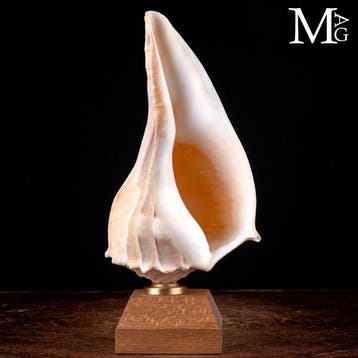 Grote sinistrale schelp met een elegante spiraalvorm - Een