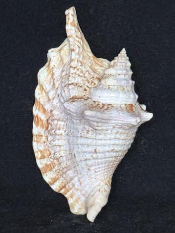 Escargot de mer Coquillage marin - S-293 STROMBUS GALLUS