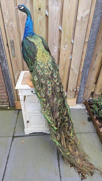 Blauwe pauw Taxidermie volledige montage - Pavo cristatus -, Nieuw