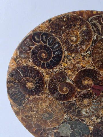 Ammoniet - Gefossiliseerd dier - Aioloceras (Cleoniceras), Verzamelen, Mineralen en Fossielen