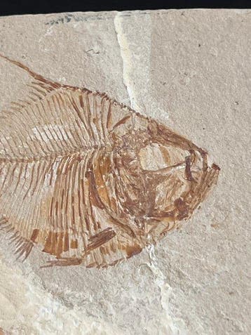 Poisson squelette - Squelette fossile - Diplomystus - 7.5 cm