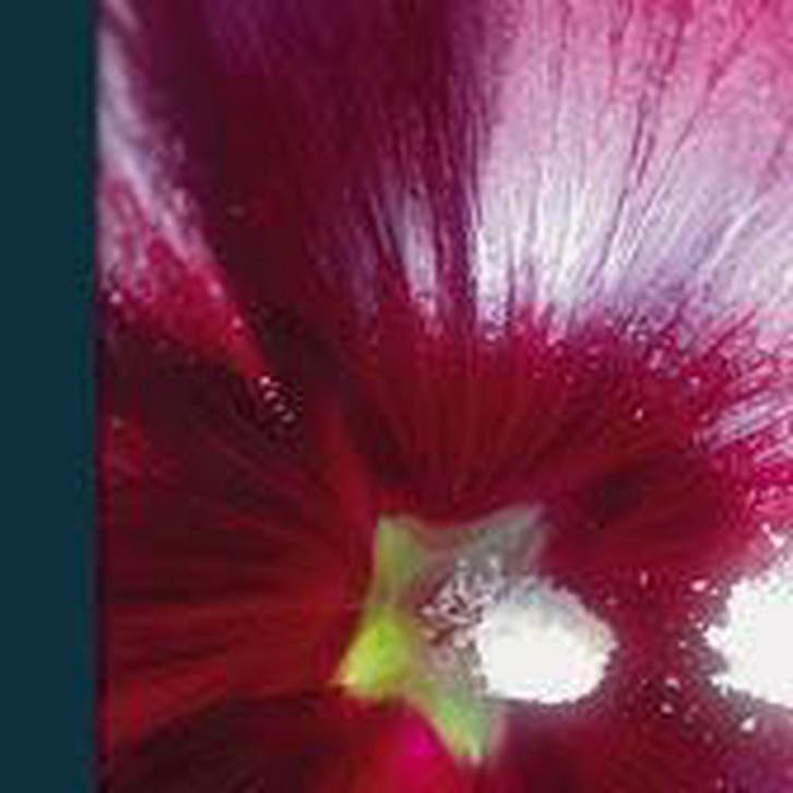 Bioresonantie als levenswerk 9789490215040 Rob Kemper, Livres, Livres Autre, Envoi