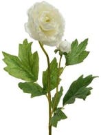 Ranonkel Camelia Wit 8x10x57 cm per stuk, Nieuw