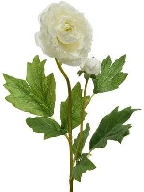 Ranonkel Camelia Wit 8x10x57 cm per stuk